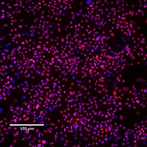 iCell Microglia