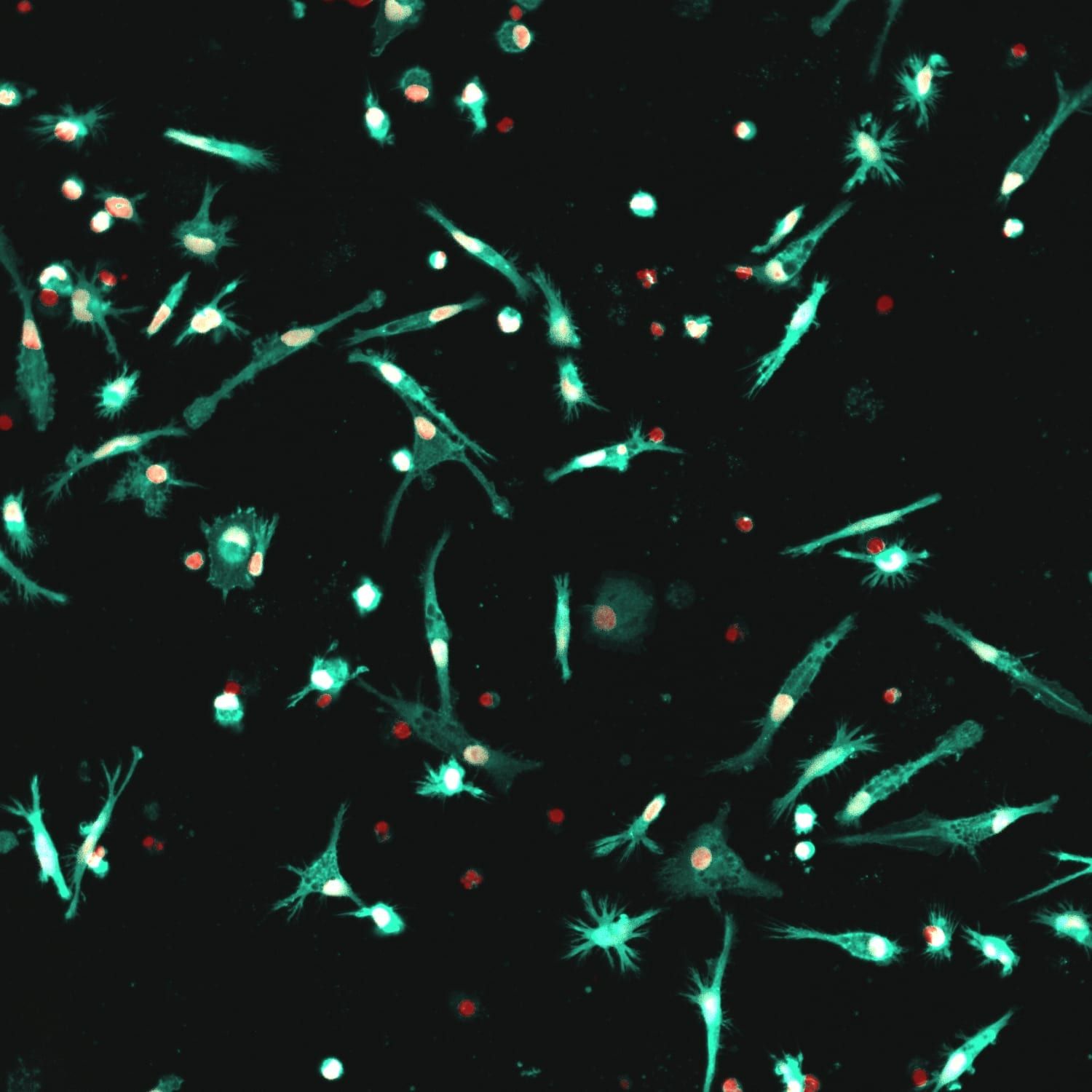 iCell Microglia